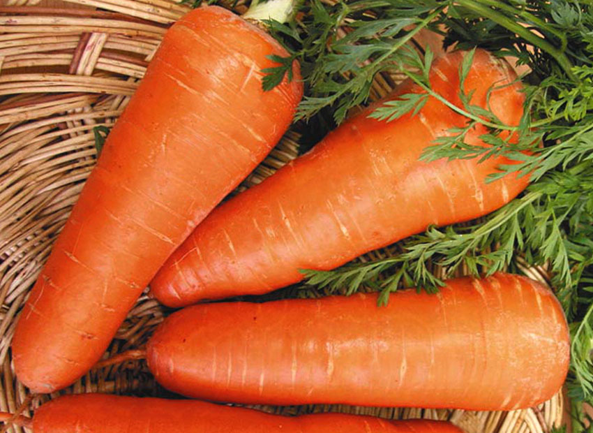 Семена моркови Шантане Ред Кор - Chantenay Red Core