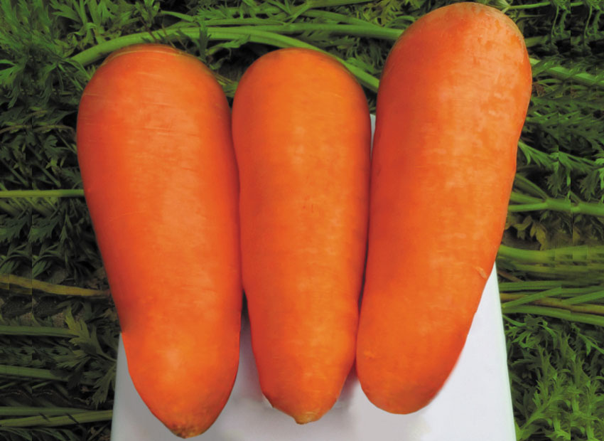 Семена моркови Болтекс - Boltex